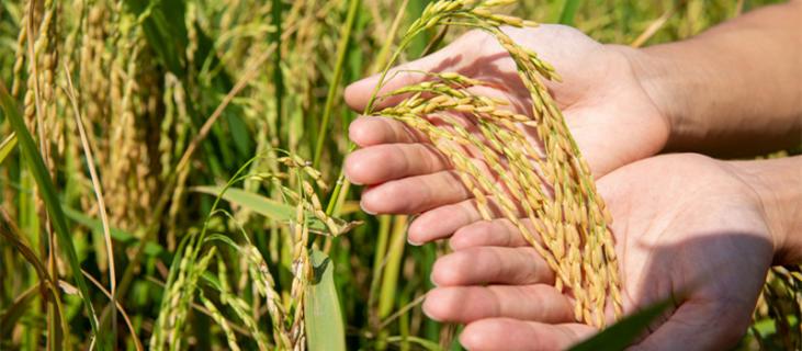 谷子种植时间和方法（谷子种植时间和方法谷子怎么做好发芽）