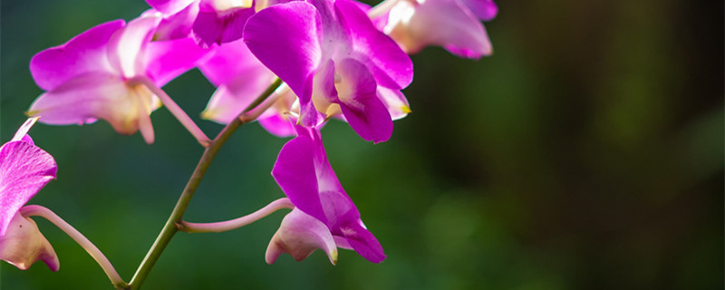 蟹爪兰怎么养（蟹爪兰怎么养才能开花不断）