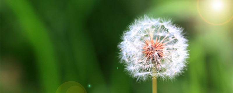 蒲公英的种子在哪里可以买 蒲公英的种子多少钱