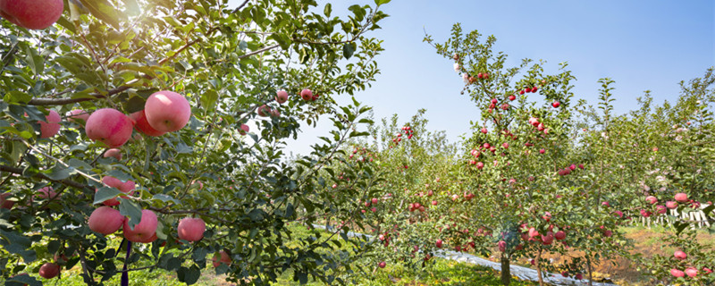 苹果树波尔多液的配制方法 苹果树的波尔多液怎么配好