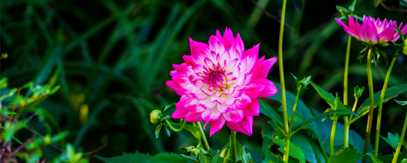 大丽花的花语和寓意（大丽花的寓意是什么）