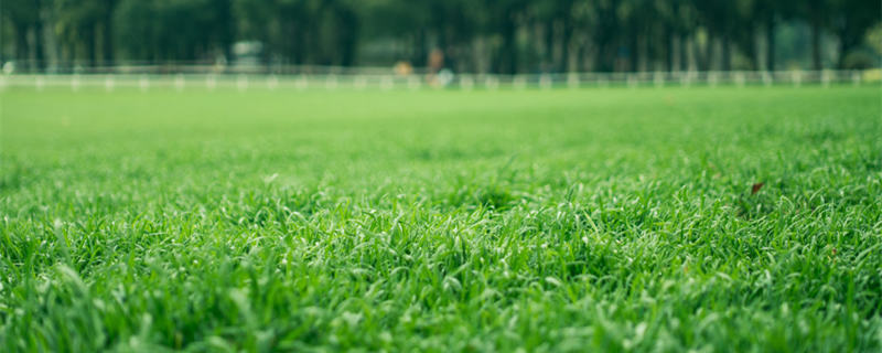 羊须草几点开花 龙须草开花吗,开什么花