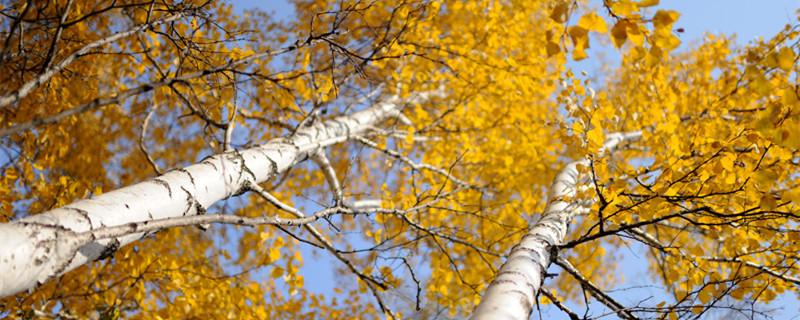 杨树叶子像什么 杨树叶子像什么似的