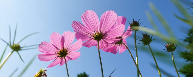 格桑花种一次可长几年（格桑花花期长吗）