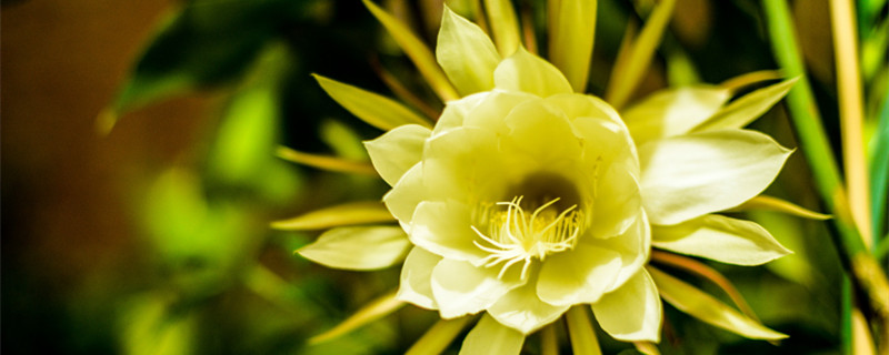 晚上11点开的花有哪些(晚上11点什么花会开)