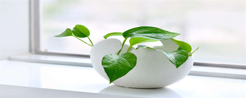 紫边碧玉椒草的养殖方法（紫边碧玉椒草开花吗）