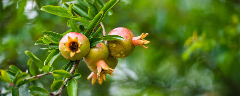 石榴树不发芽怎么补救（石榴树没花芽怎么办）