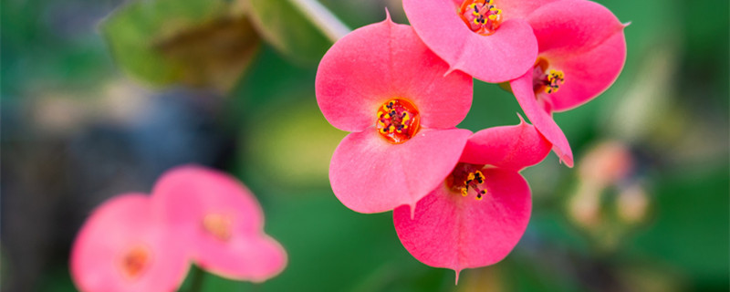 铁海棠放在室内有毒吗(铁海棠在卧室里有没有毒)