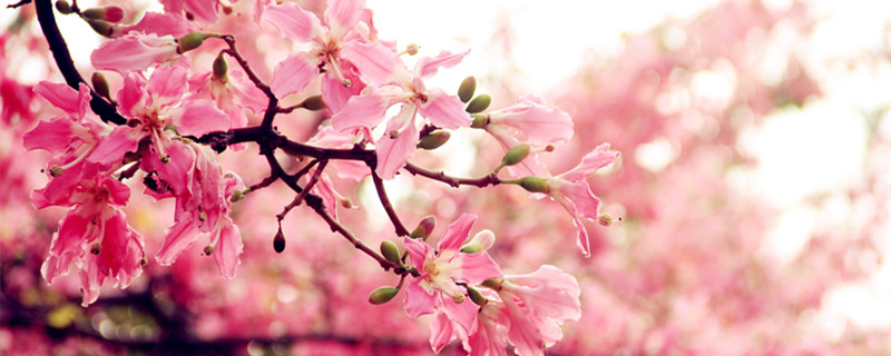 异木棉和木棉的区别（异木棉和木棉的区别图）