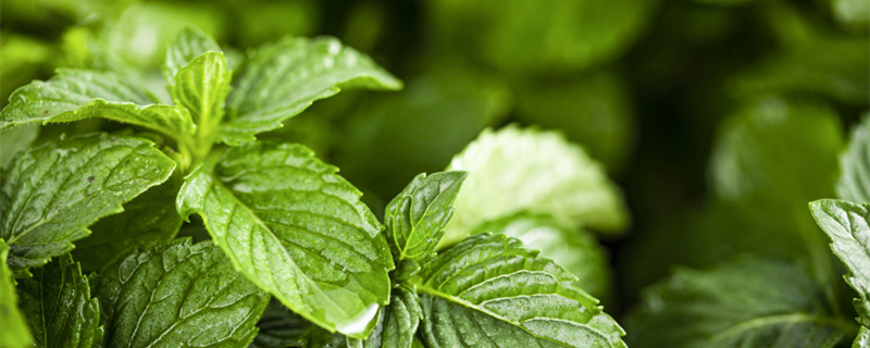 盆栽薄荷几天浇一次水 盆栽薄荷几天浇一次水合适