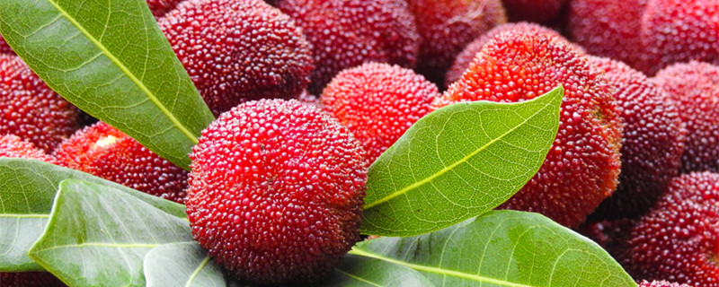 杨梅怎么清洗（杨梅怎么清洗才能洗得干净）