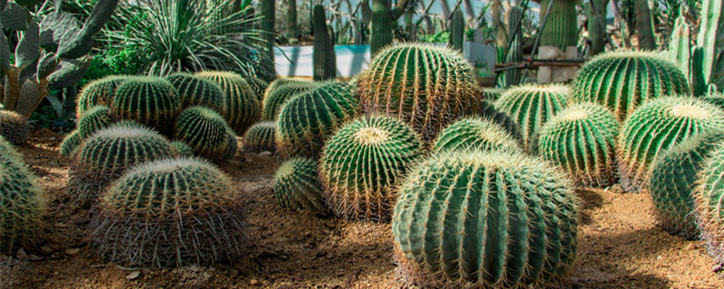 仙人球花语（仙人球的花语是什么）