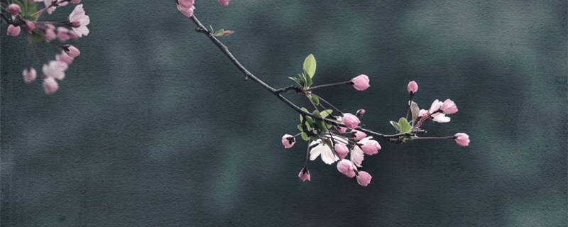 海棠是花还是树（月季和海棠是花还是树）