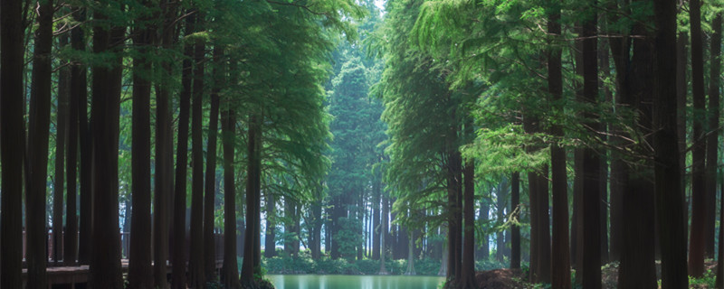 海南黄花梨树长什么样(海南黄花梨树长什么样子)