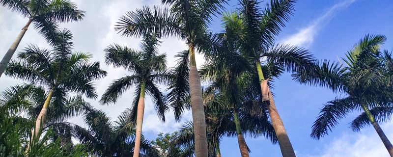 槟榔是什么做的（槟榔是什么做的?）