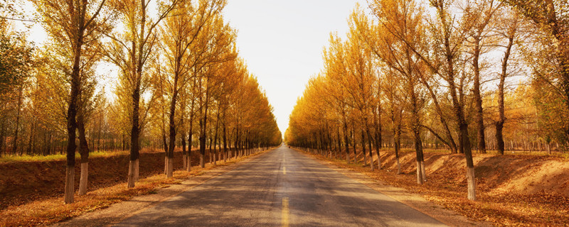 杨树叶子发黄怎么根治 杨树叶子发黄怎么办