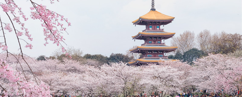 樱花的花期一般有几天 樱花的花期有多少天