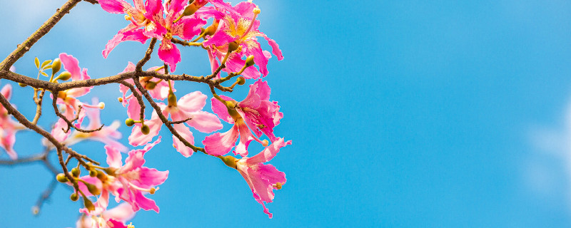 木棉花的花语是什么（木棉花的花语是什么哈士奇男友）
