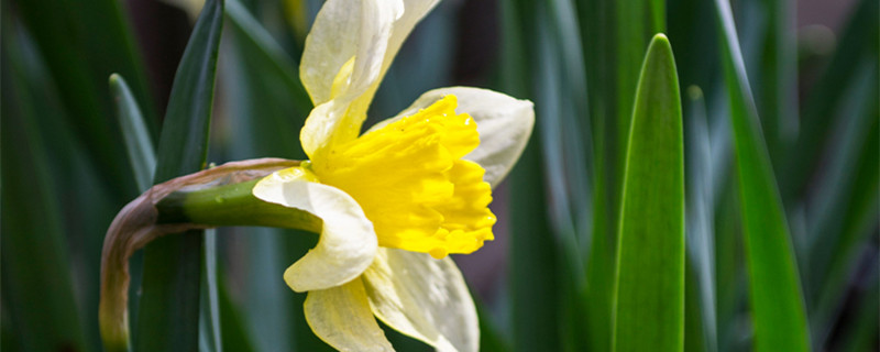 吊兰花怎么养 吊兰怎么养?