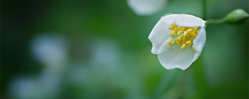 茉莉花盆栽怎么养 茉莉花盆栽怎么养活