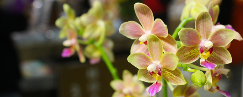 蝴蝶兰怎么养（蝴蝶兰怎么养第二年才能开花）