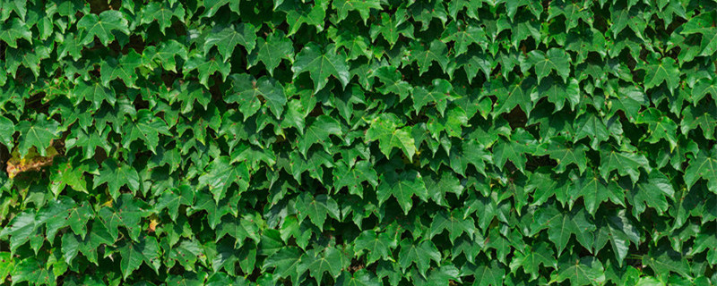 爬山虎怎么种植（爬山虎种植时间）