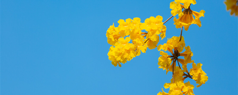 风铃花的养殖方法（意大利风铃花的养殖方法）