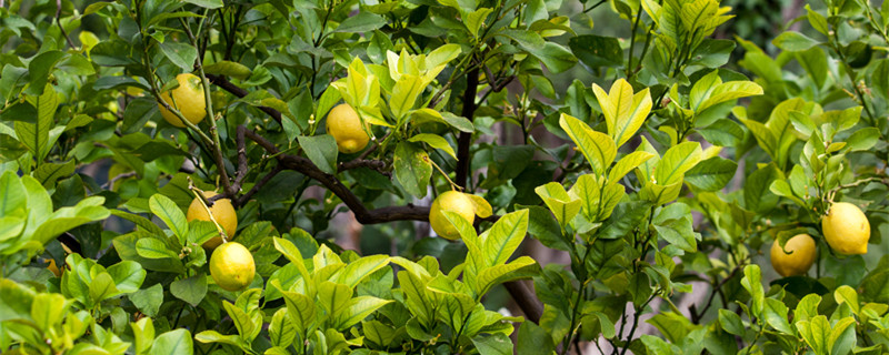 柠檬的寓意是什么（柠檬的蕴意）