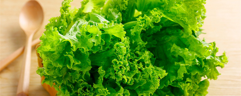 生菜种植时间和方法（生菜种植时间和方法详细介绍）