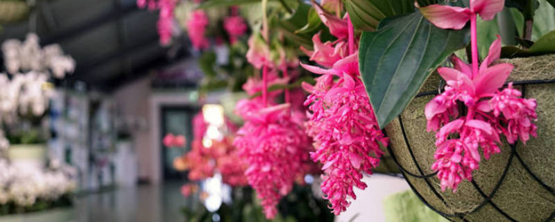 哪些花有毒 哪些花有毒室内不能养