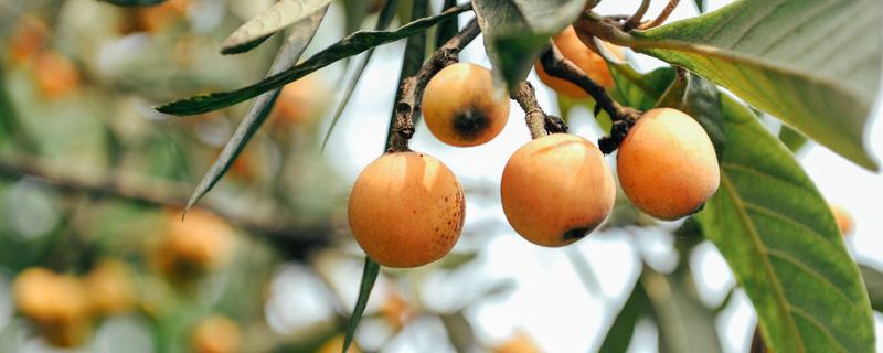 枇杷的种子可以种吗 枇杷种子可以直接种吗