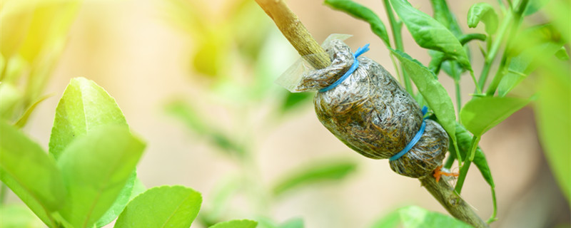 夏天芽接多少天去膜（夏天芽接后几天发芽）