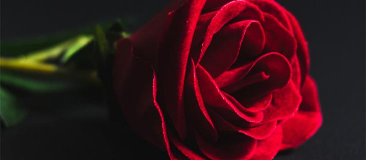 方德玫瑰和普通玫瑰的区别 方德玫瑰是什么样的