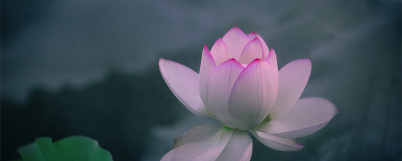 莲子种子怎么种植(莲子种子怎么种植?)