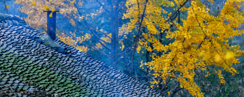 银杏代表什么象征意义 银杏的意义象征