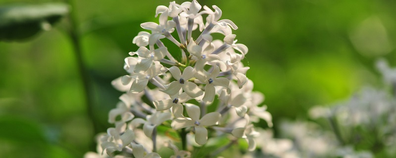 丁香几月开 丁香几月开花花期多长时间
