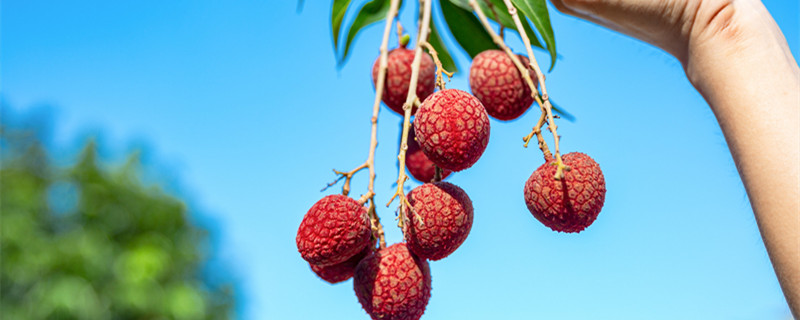 荔枝几月份成熟 荔枝几月份成熟上市