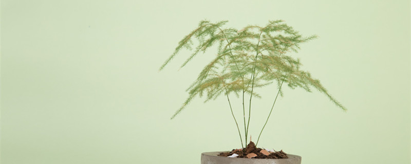 文竹的养殖方法（文竹的养殖方法和注意事项）