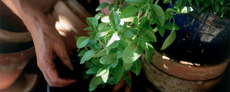 花多久施肥一次 玫瑰花多久施肥一次