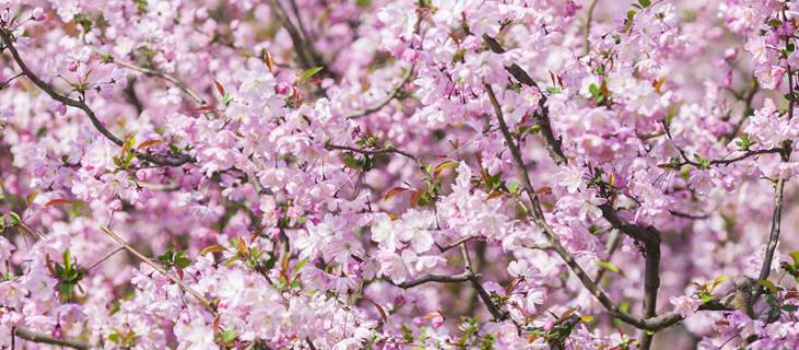 海棠花花语（海棠花花语象征与寓意）