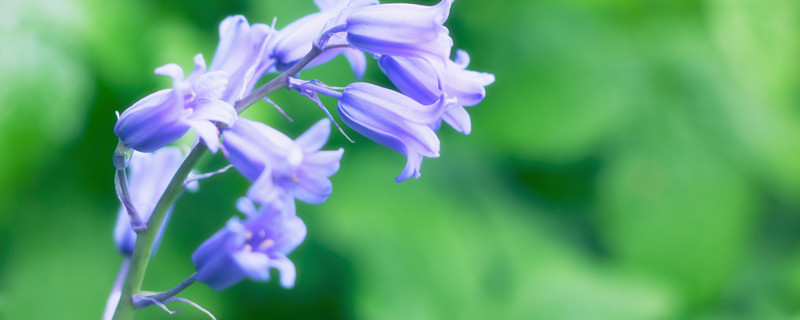 风铃草的花语是什么（粉色风铃草的花语是什么）