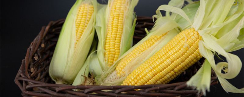 玉米是单子叶还是双子叶 玉米属于单子叶还是双子叶