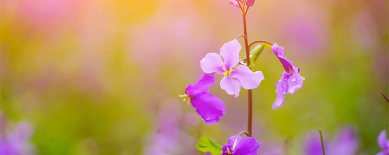 牡丹吊兰夏天可以晒太阳吗(牡丹吊兰几月份开花,需要晒太阳吗)