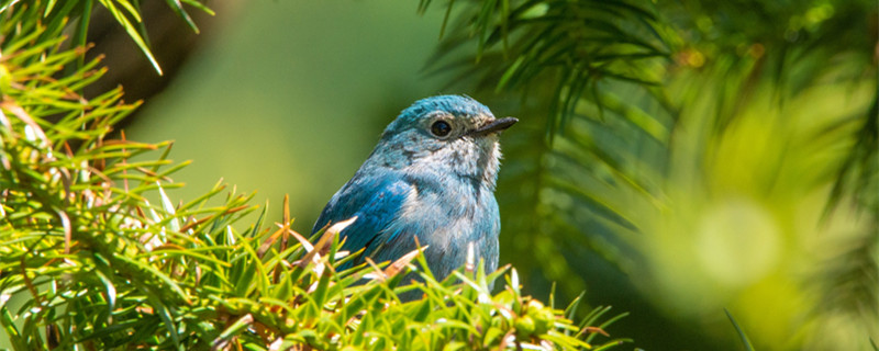 蓝雀是什么鸟 蓝雀长什么样子