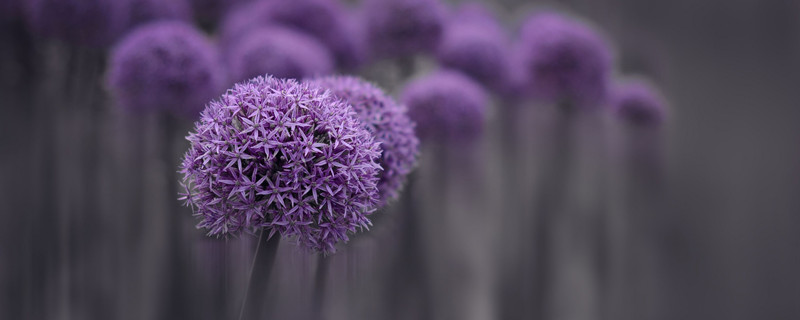 大葱花如何种植 葱花怎样种植