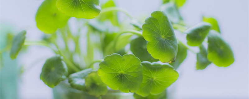 铜钱草怎么养 铜钱草怎么养水培