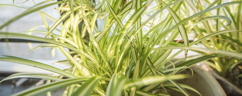 吊兰怎么移植好成活（吊兰怎么才能栽活）