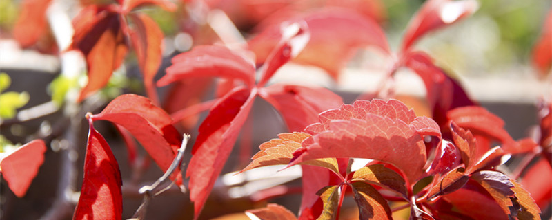 红钻花怎么养才会旺盛（红钻花好养吗）