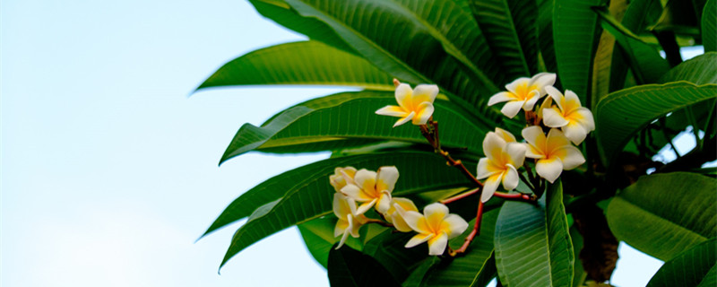 鸡蛋花花语寓意着什么（鸡蛋花花语寓意着什么在哪个季节）