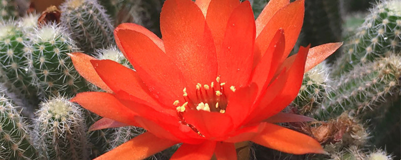 仙人掌的花语与寓意 仙人掌的花语是啥